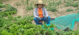 박용덕님의 상추 · 영농일지 작성글 사진