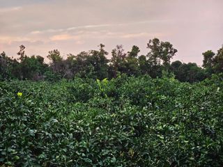 김봉국님의 귤 · 영농일지 작성글 사진