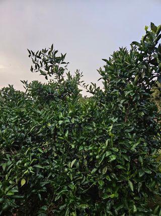 김봉국님의 귤 · 영농일지 작성글 사진