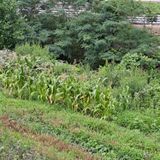 팜모닝 옥수수·영농일지 게시글 이미지