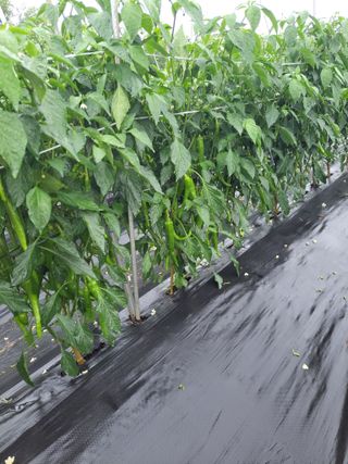 김종옥님의 자유주제 · 자유게시판 작성글 사진