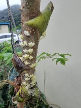 팜모닝 복숭아·병해충상담 게시글 이미지