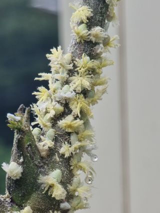 양파16718님의 복숭아 · 병해충상담 작성글 사진