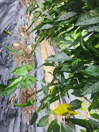 이상열님의 고추 · 병해충상담 작성글 사진