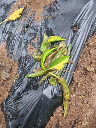 이상열님의 고추 · 병해충상담 작성글 사진