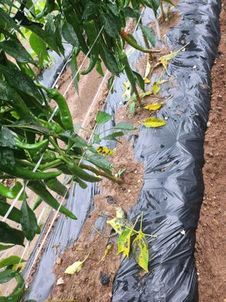 이상열님의 고추 · 병해충상담 작성글 사진