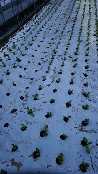 소리사랑 박주현님의 상추 · 자유게시판 작성글 사진