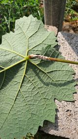 팜모닝 포도·영농일지 게시글 이미지