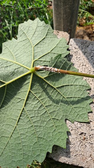 모포리흰개 님의 포도 · 영농일지 작성글 사진