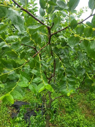 소솔블루베리 김주흥님의 자유주제 · 자유게시판 작성글 사진