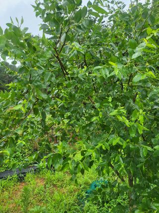 소솔블루베리 김주흥님의 자유주제 · 자유게시판 작성글 사진