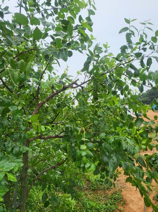 소솔블루베리 김주흥님의 자유주제 · 자유게시판 작성글 사진