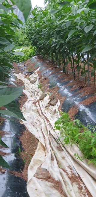 청림구관효님의 자유주제 · 자유게시판 작성글 사진