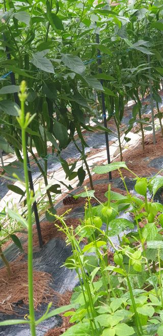 청림구관효님의 자유주제 · 자유게시판 작성글 사진