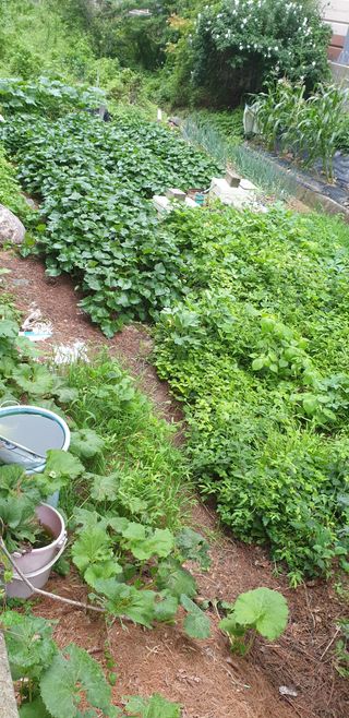 청림구관효님의 자유주제 · 자유게시판 작성글 사진