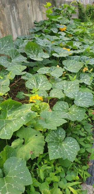 청림구관효님의 자유주제 · 자유게시판 작성글 사진