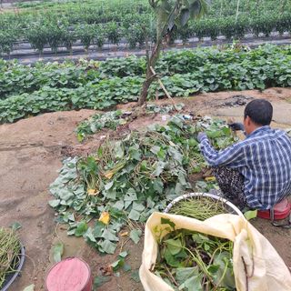 함평군 정순도님의 고구마 · 영농일지 작성글 사진