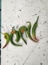 팜모닝 고추·병해충상담 게시글 이미지