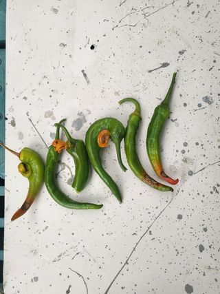 언제나 초보님의 고추 · 병해충상담 작성글 사진