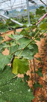 팜모닝 포도·병해충상담 게시글 이미지