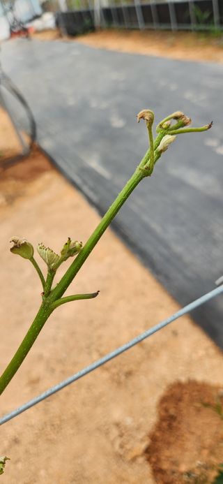 최승휴 님의 포도 · 병해충상담 작성글 사진