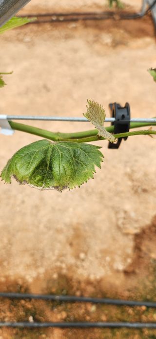 최승휴 님의 포도 · 병해충상담 작성글 사진