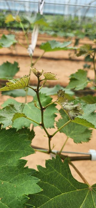 최승휴 님의 포도 · 병해충상담 작성글 사진