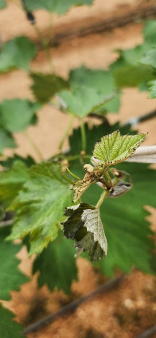 최승휴 님의 포도 · 병해충상담 작성글 사진