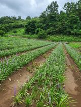 팜모닝 자유주제·자유게시판 게시글 이미지