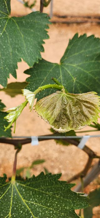 최승휴 님의 포도 · 병해충상담 작성글 사진