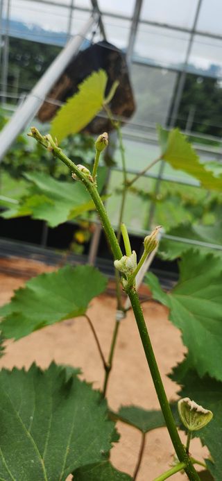 최승휴 님의 포도 · 병해충상담 작성글 사진