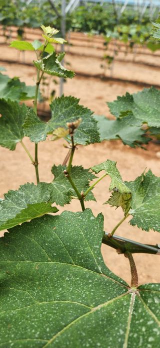 최승휴 님의 포도 · 병해충상담 작성글 사진