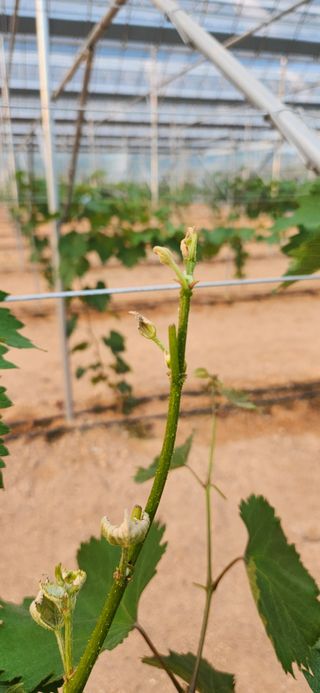 최승휴 님의 포도 · 병해충상담 작성글 사진