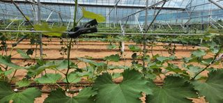 최승휴 님의 포도 · 병해충상담 작성글 사진