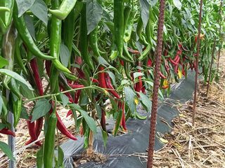 봉골농장님의 자유주제 · 사진전 작성글 사진