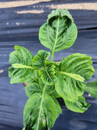 임경택님의 들깨 · 병해충상담 작성글 사진