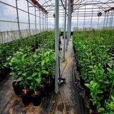 팜모닝 기타작물·영농일지 게시글 이미지