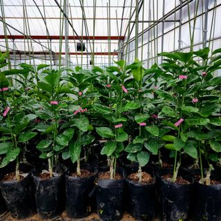 민성종묘(감귤묘목)님의 기타작물 · 영농일지 작성글 사진