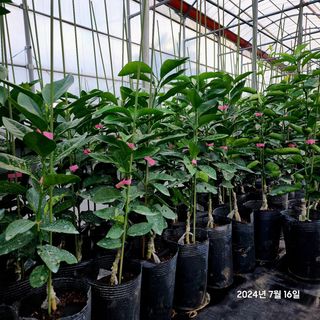 민성종묘(감귤묘목)님의 기타작물 · 영농일지 작성글 사진