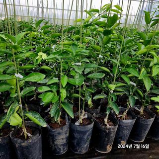 민성종묘(감귤묘목)님의 기타작물 · 영농일지 작성글 사진