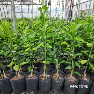 민성종묘(감귤묘목)님의 기타작물 · 영농일지 작성글 사진