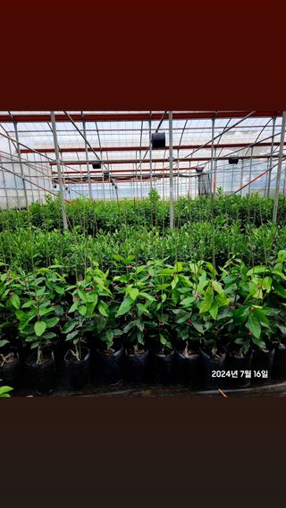 민성종묘(감귤묘목)님의 기타작물 · 영농일지 작성글 사진