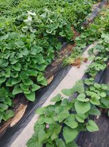 팜모닝 자유주제·자유게시판 게시글 이미지