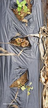 팜모닝 들깨·병해충상담 게시글 이미지