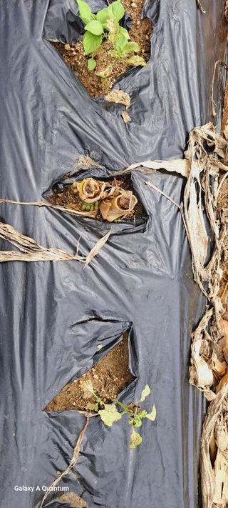 이명신님의 들깨 · 병해충상담 작성글 사진