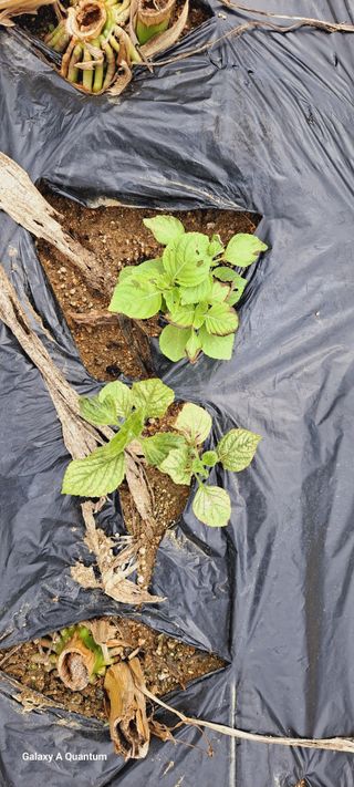 이명신님의 들깨 · 병해충상담 작성글 사진