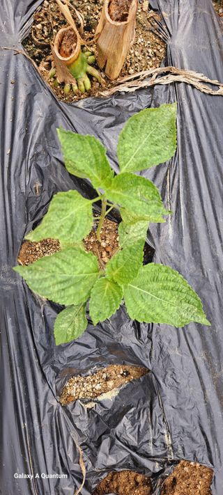 이명신님의 들깨 · 병해충상담 작성글 사진