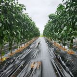 팜모닝 자유주제·자유게시판 게시글 이미지