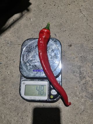 배추님의 고추 · 영농일지 작성글 사진