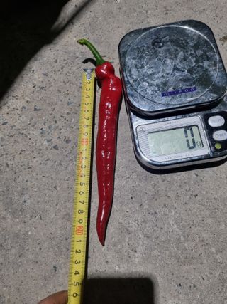 배추님의 고추 · 영농일지 작성글 사진